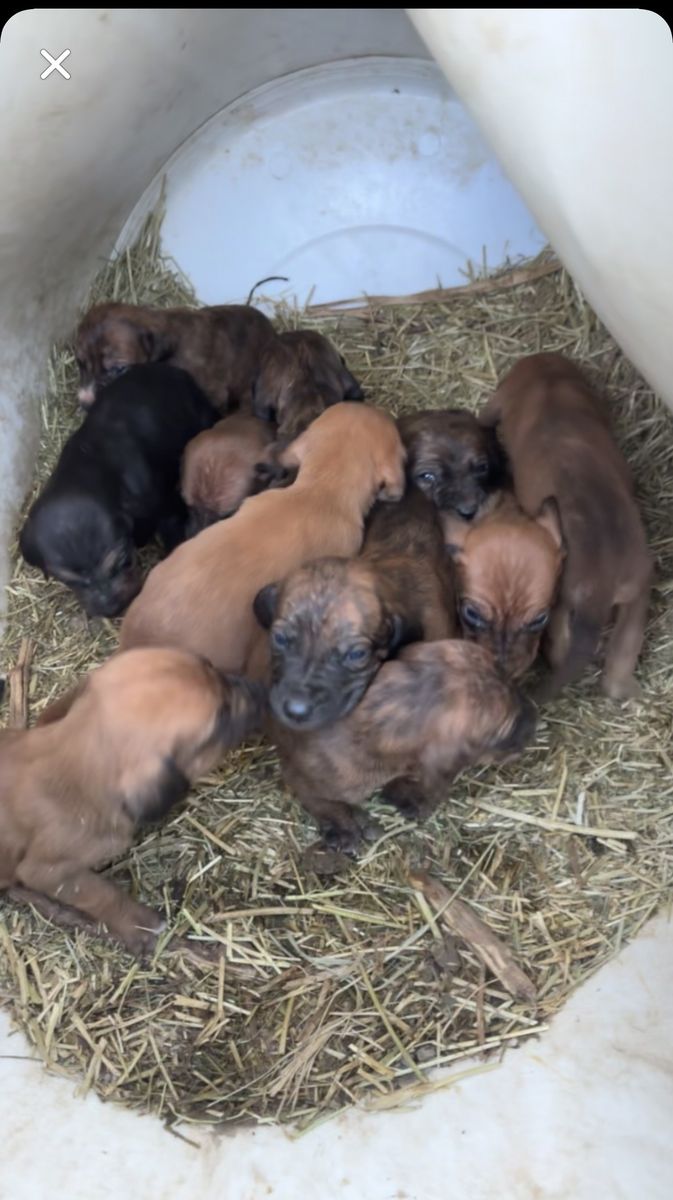 Black Mouth Cur Pups