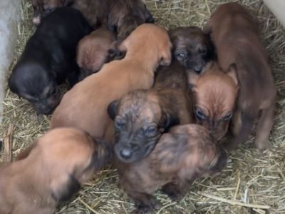 Black Mouth Cur Pups