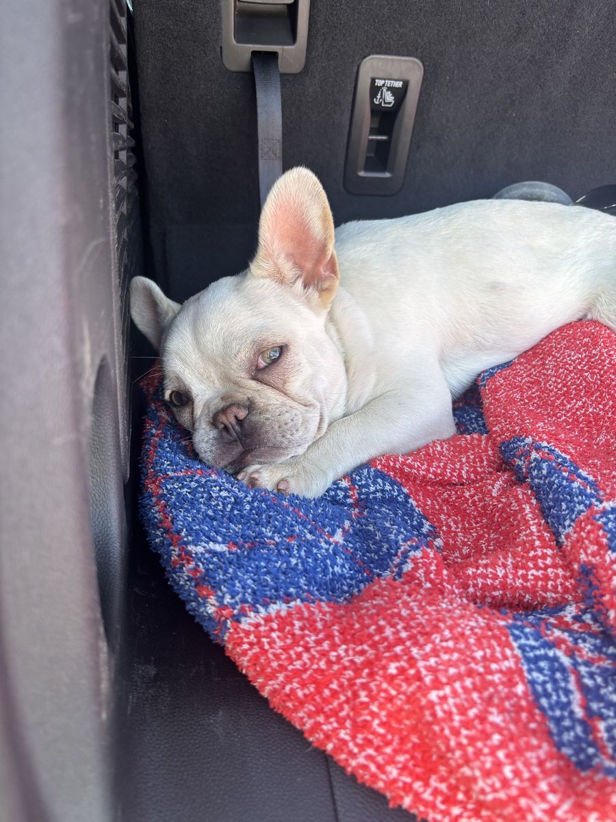 Frenchie puppy