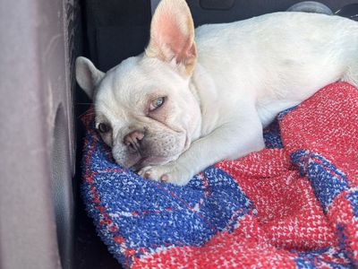 Frenchie puppy