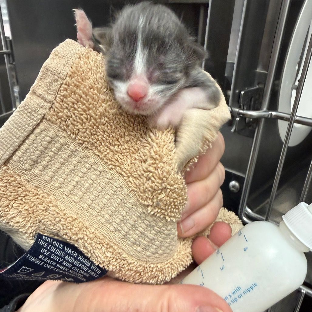 Hello my name is Ledesma