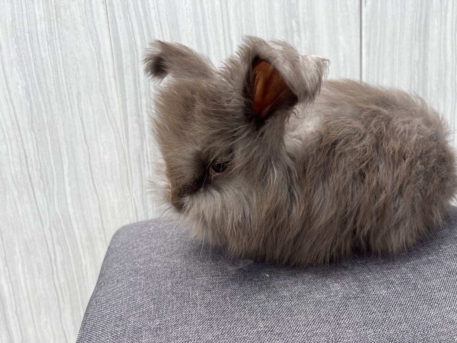 Pedigreed English Angora buck