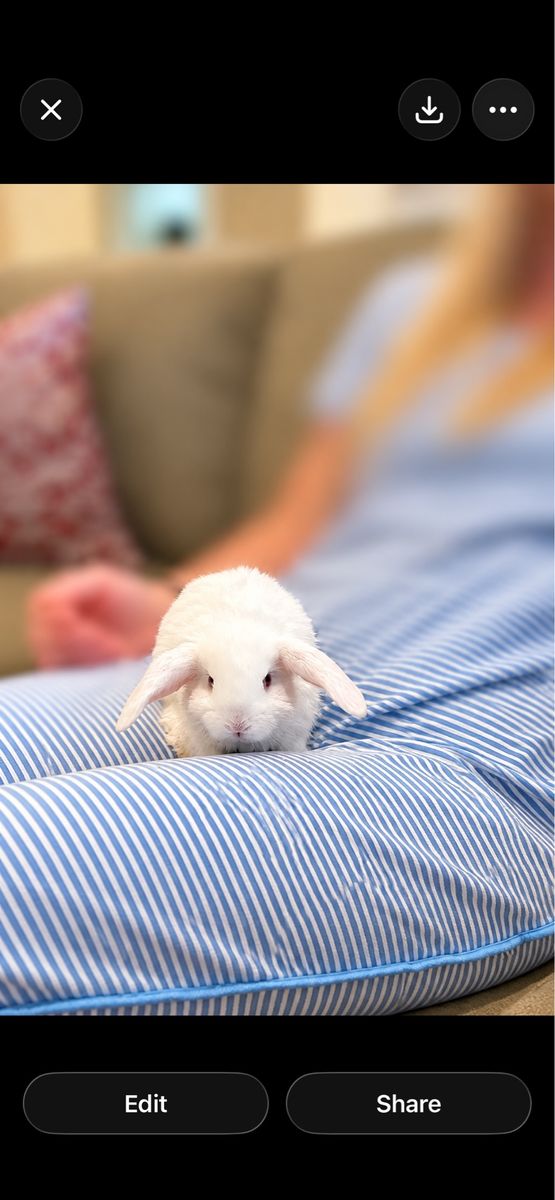 Mini Holland Lop