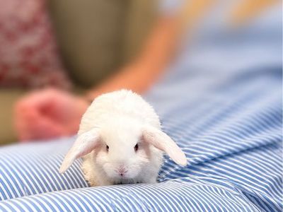 Mini Holland Lop