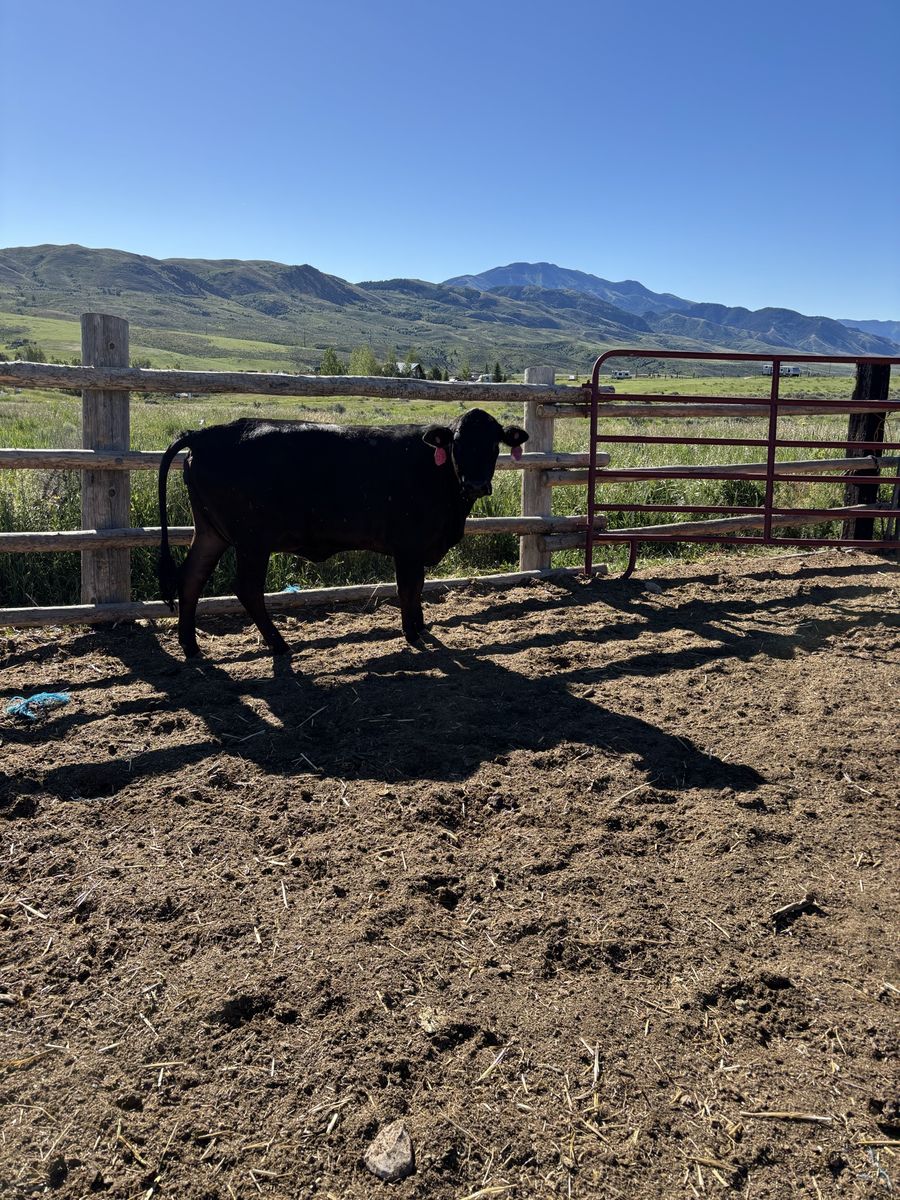 Dexter heifer