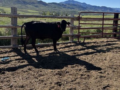 Dexter heifer