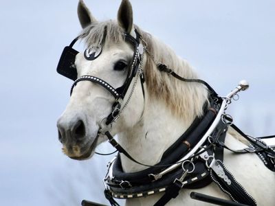 7 Year Grey Percheron Draft Horse Gelding