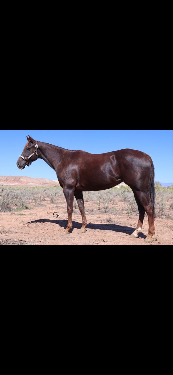 2021 Aqha Rope/barrel prospect