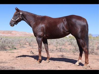 2021 Aqha Rope/barrel prospect