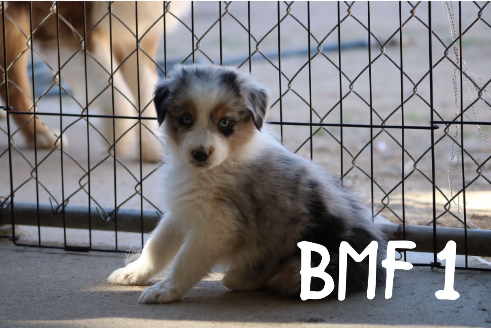 Standard Australian Shepherds