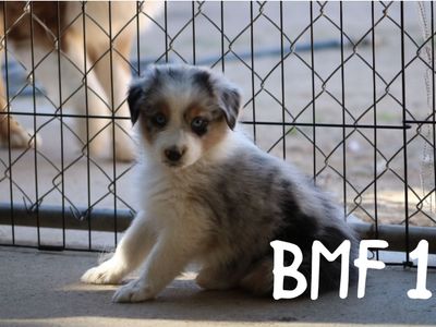 Standard Australian Shepherds