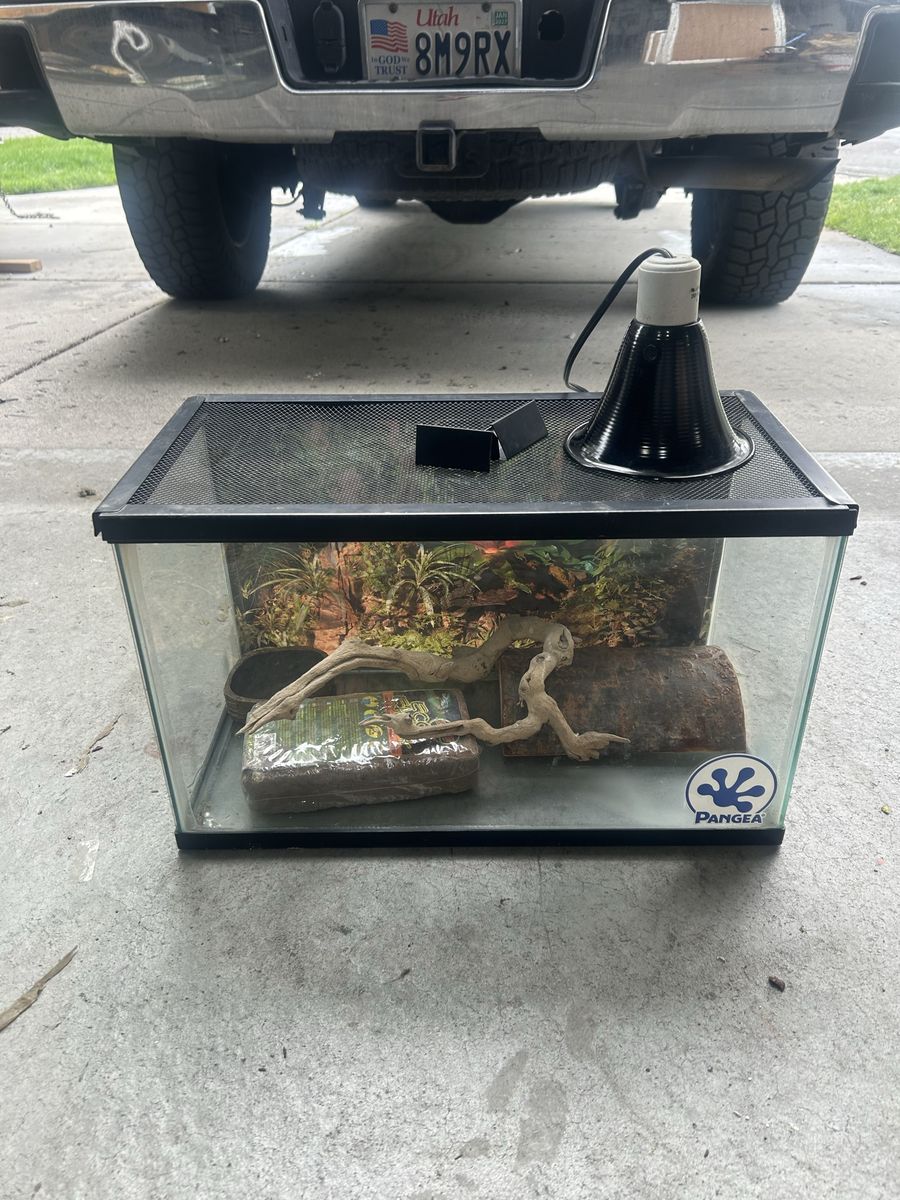 Reptile set up