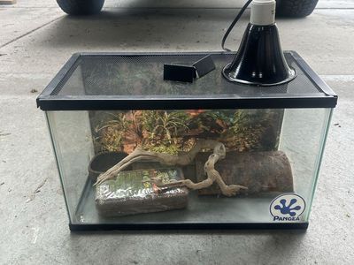 Reptile set up