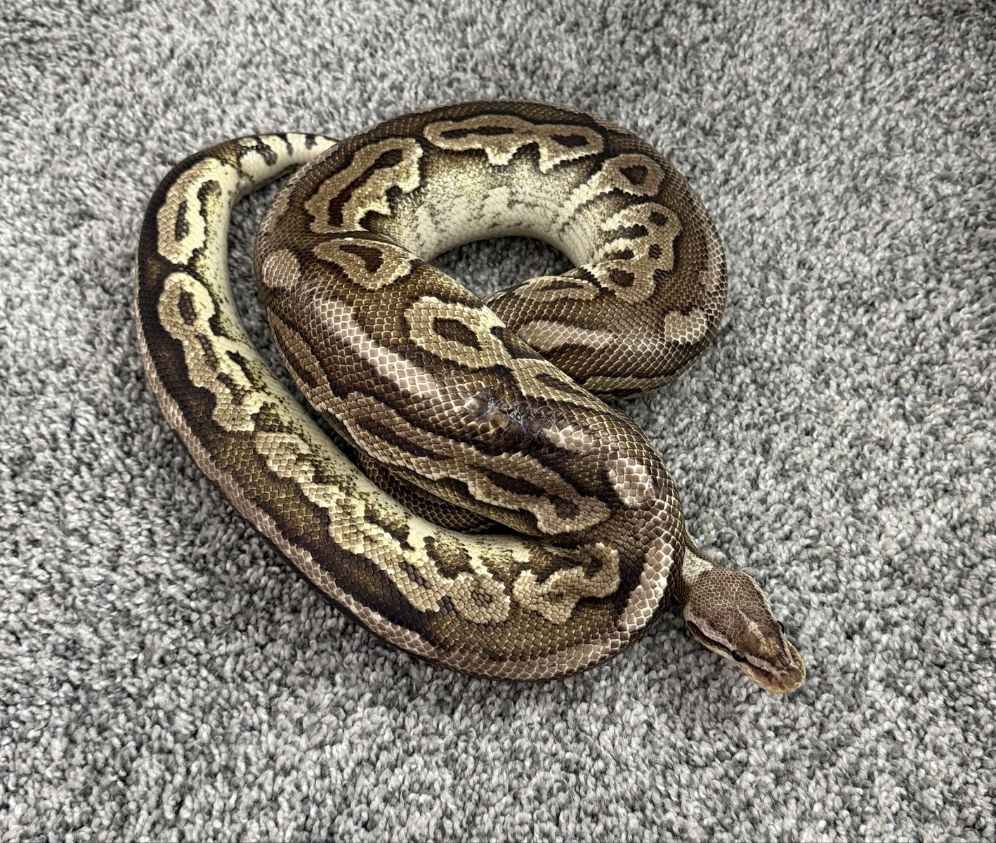 Adult Male Pewter Ball Python