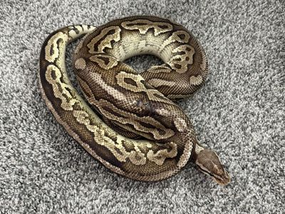 Adult Male Pewter Ball Python