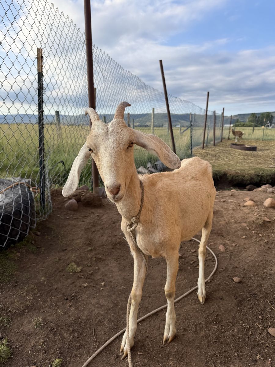 3 Adult female goats 5 kid goats