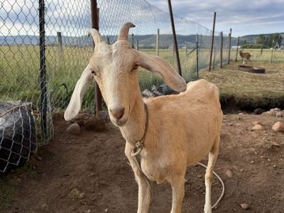 3 Adult female goats 5 kid goats