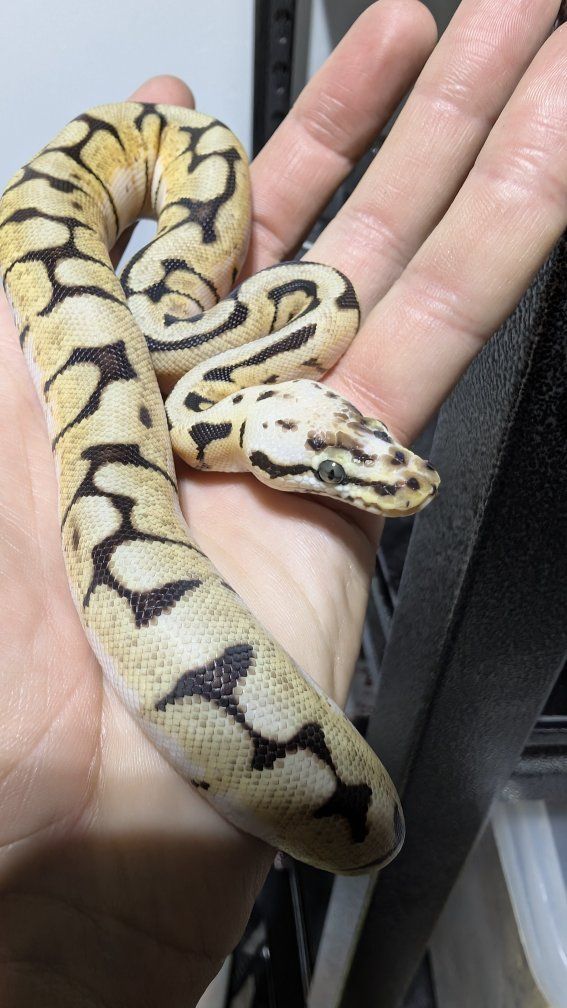 Bumble Bee Ball Python