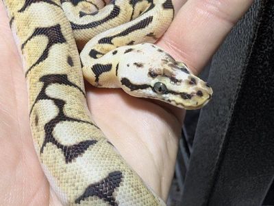 Bumble Bee Ball Python