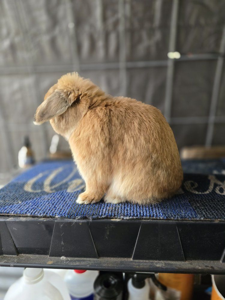 Holland lop bucks.