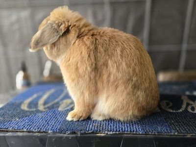 Holland lop bucks.