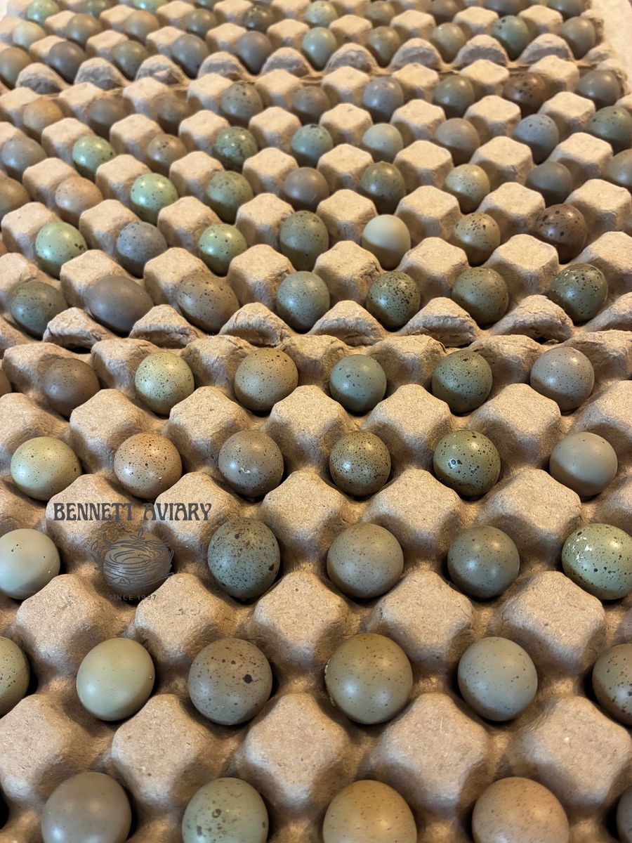 Button Quail Hatching Eggs