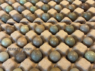 Button Quail Hatching Eggs