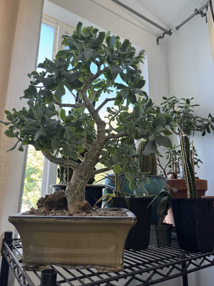 Curly leaf jade bonsai
