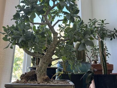 Curly leaf jade bonsai