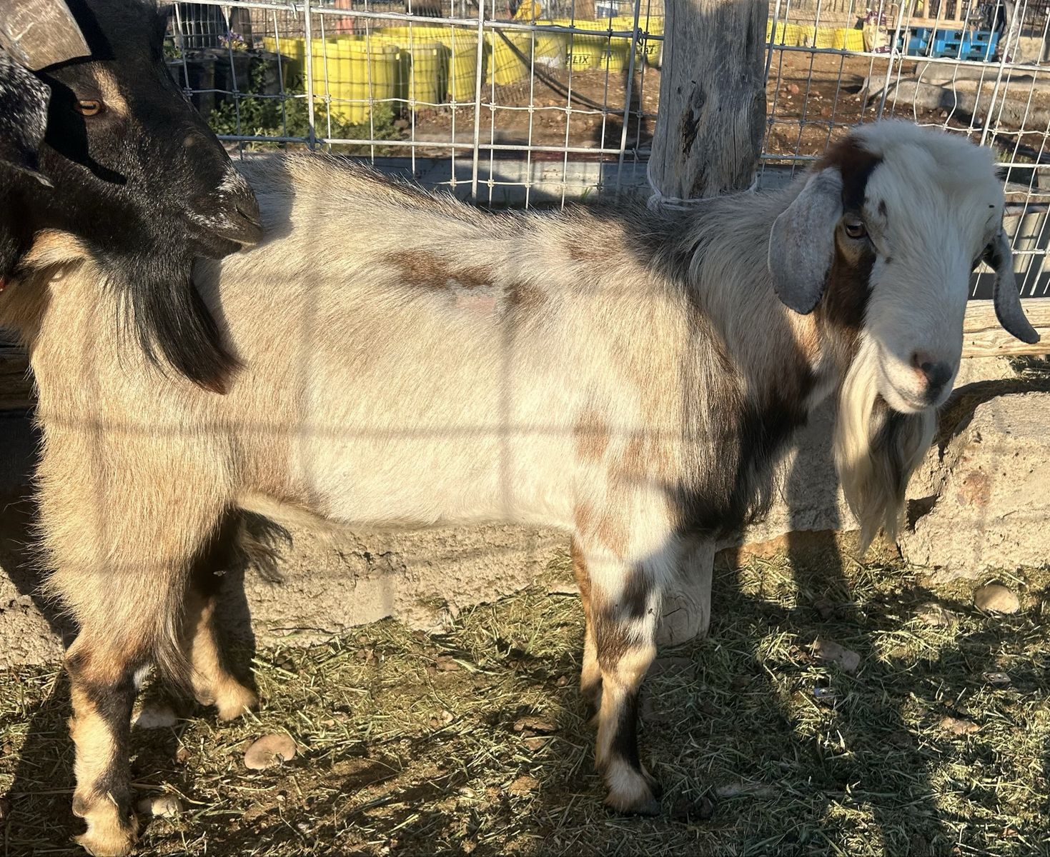 Mini Nubian bucks/billys