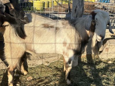 Mini Nubian bucks/billys