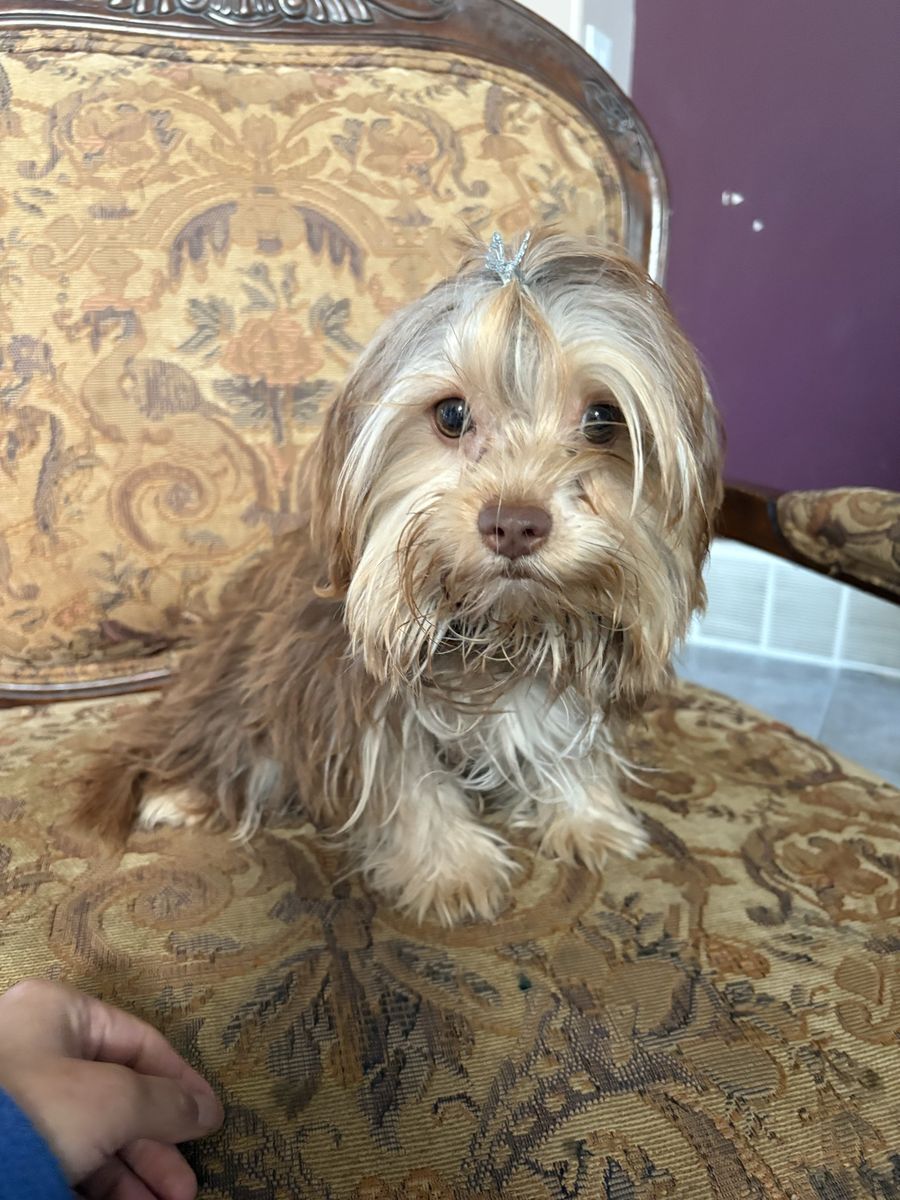 Female Yorkie