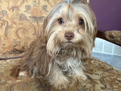 Female Yorkie