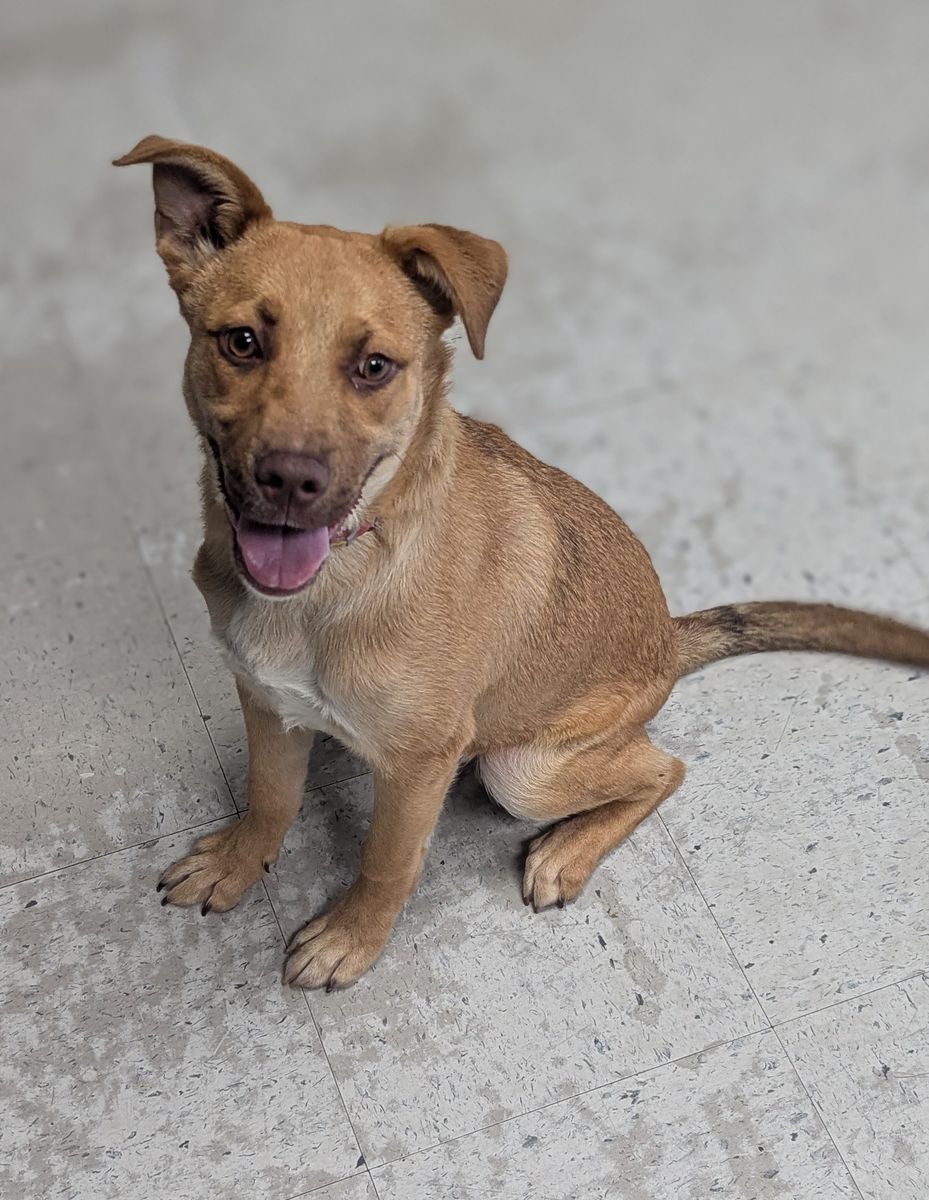 A163475 Ralph Lauren is Available for Adoption!