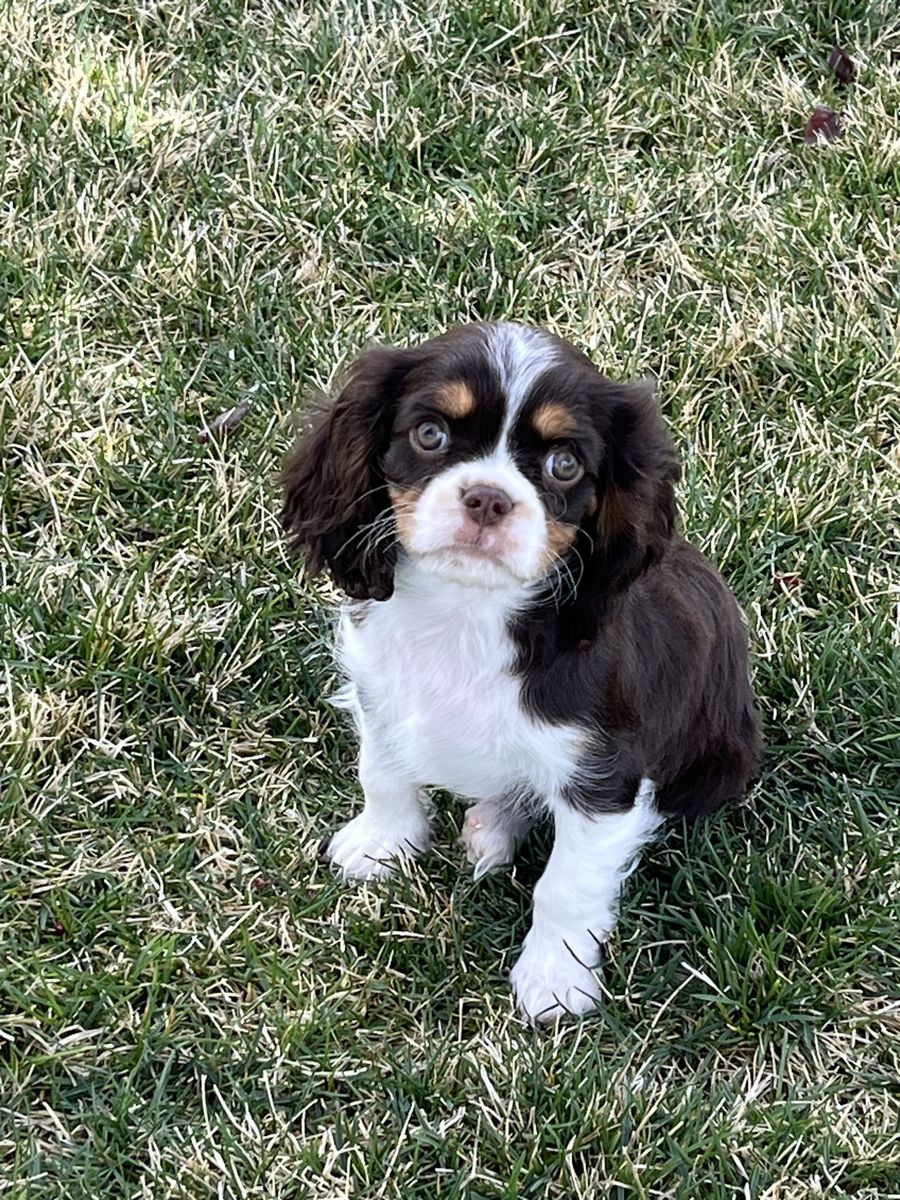 King Charles Cavalier