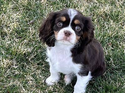 King Charles Cavalier