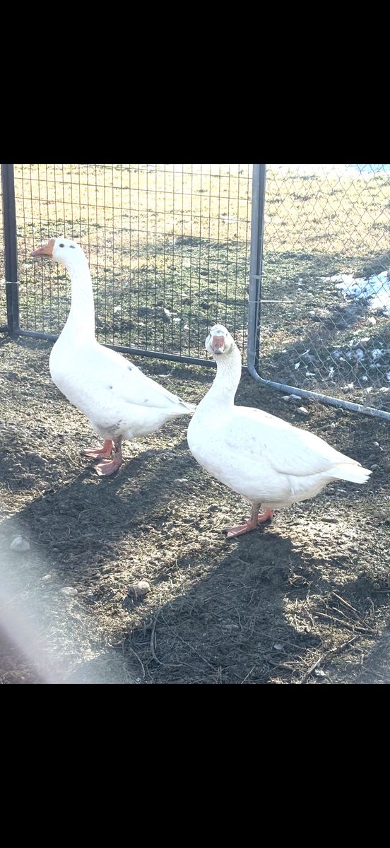 Pair of White Geese (Male and Female)