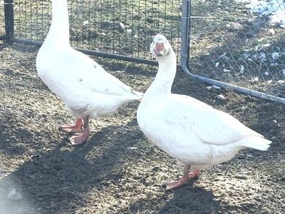 Pair of White Geese (Male and Female)