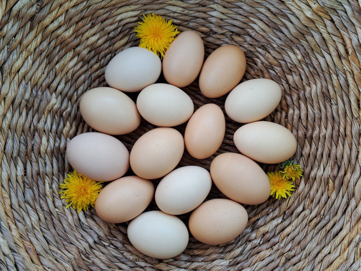 Chicken Hatching Eggs