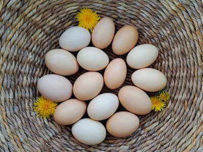 Chicken Hatching Eggs