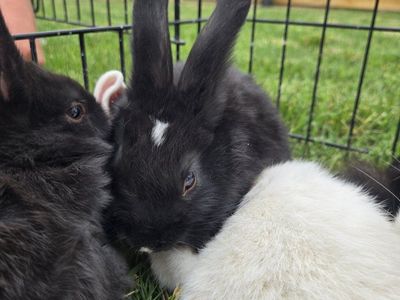 Silver Fox Mixed Rabbits