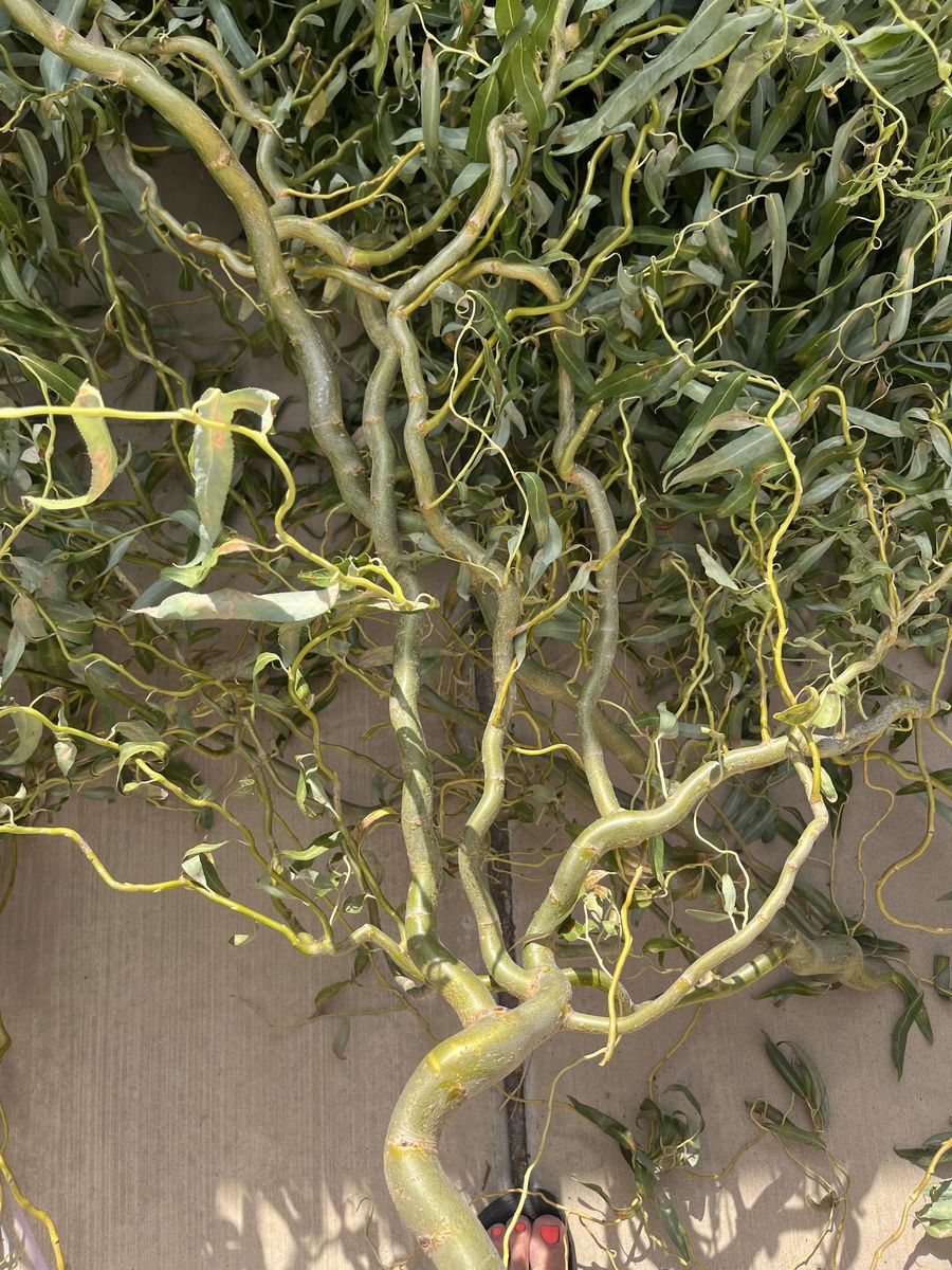 FREE Corkscrew Willow Branches DIY CRAFT PROJECTS