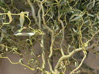 FREE Corkscrew Willow Branches DIY CRAFT PROJECTS
