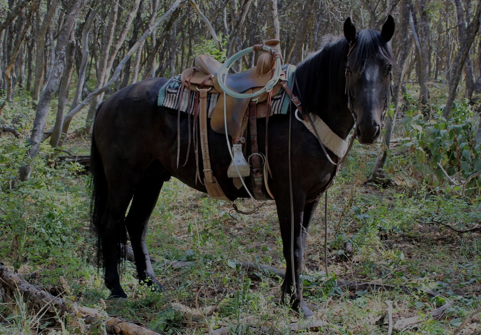 5 Year Old Perheron/QH Cross Gelding