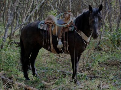 5 Year Old Perheron/QH Cross Gelding