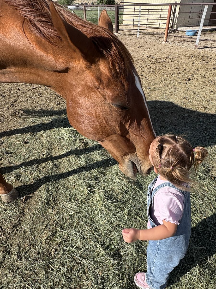 Papered horse for sale