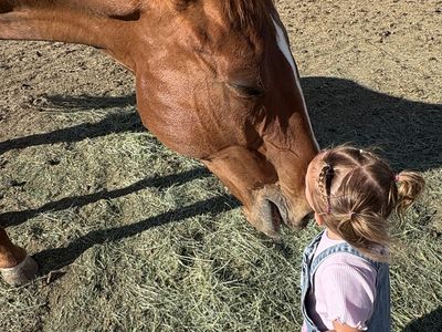 Papered horse for sale