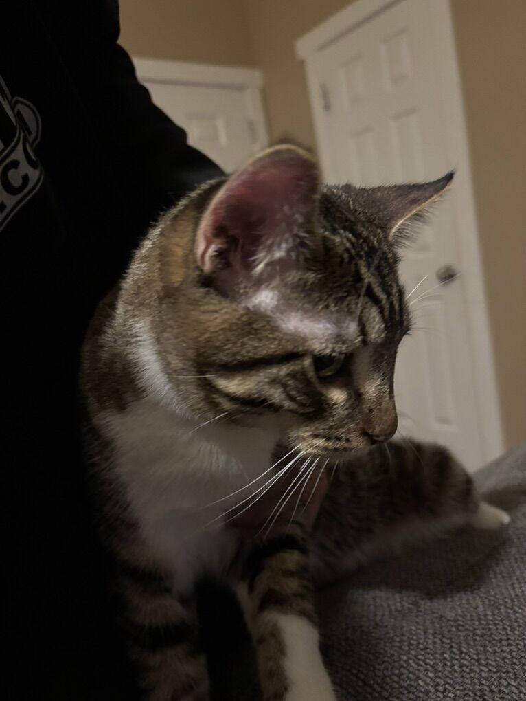 Calvin 1 Year Old Male