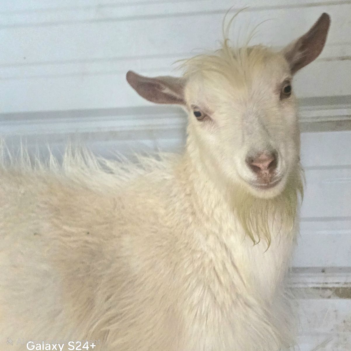 Registered Nigerian Dwarf Buck – Ready Immediately