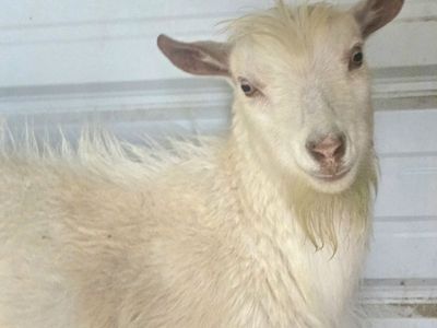 Registered Nigerian Dwarf Buck – Ready Immediately